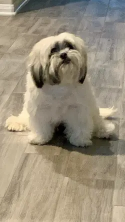 My pupp