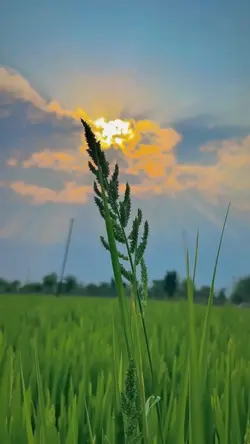 Nature aesthetic