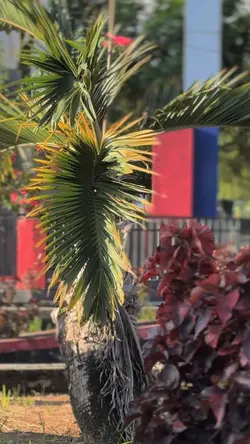 CINEMATIC 6 KLIP 