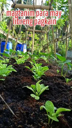 backyardfarming