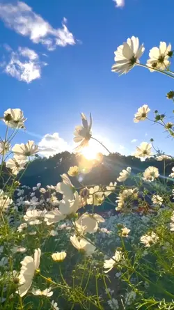 flowers