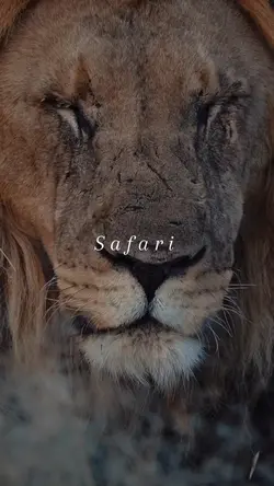Safari 