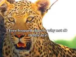 Free leopard clips