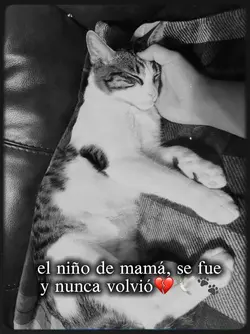 mascota en el cielo