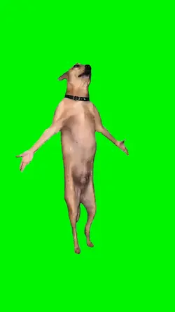 dourado