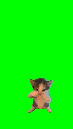 Kucing Kicau Mania
