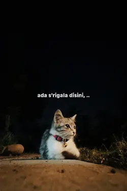 tolong! tolong! ada