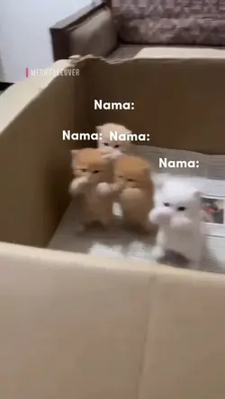 kucing kicau mania