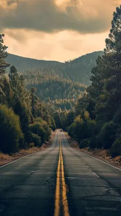 Los caminos de la vi