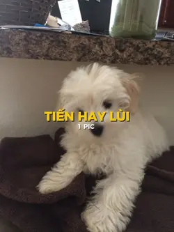 TIẾN HAY LÙI