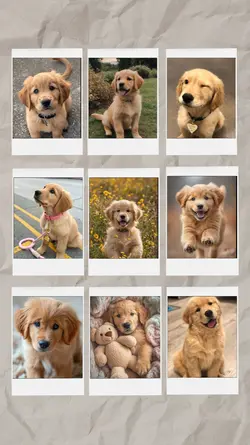 cute dog