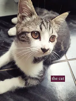 the cat the owner