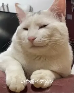 猫が喋ってる‼AIマジオモロい