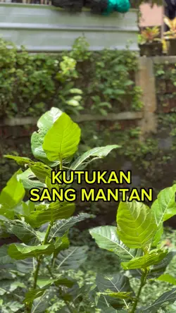 KUTUKAN SANG MANTAN 