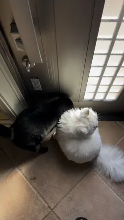 仲良く日向ぼっこ🌞