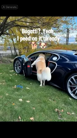 pet in Bugatti 