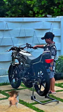 kucing kicau mania 