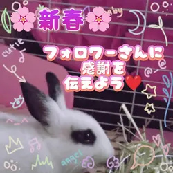 新春フォロワーさんに感謝を伝えよう