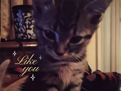 like you ♡
