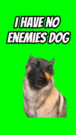 No enemies dog