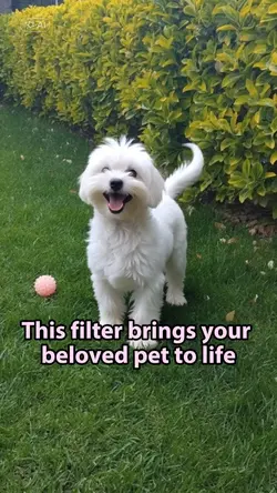 Pet to live AI