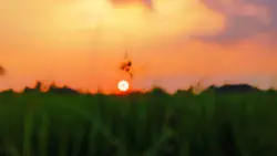cinematography 