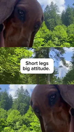 Sausagedog template