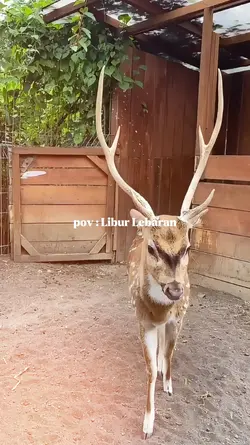VlogLiburLebaran