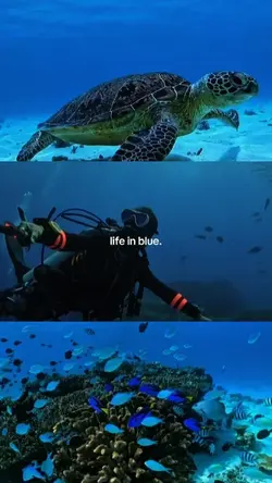 life in blue