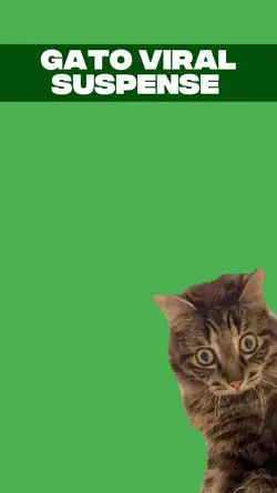 gato suspense