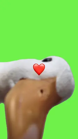 Duck ❤️