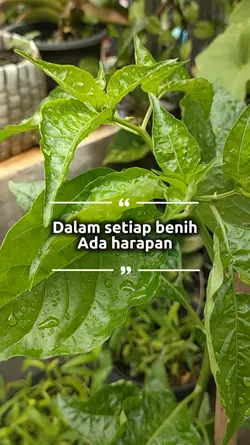 Benih dan Harapan