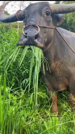 Kerbau Makan 