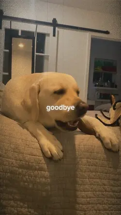 My dog memories
