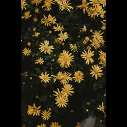 Yellow! 
