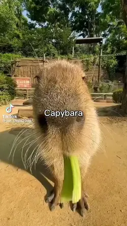 free tło z kapibarą