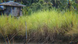 MULTO 