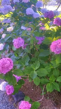 紫陽花✨