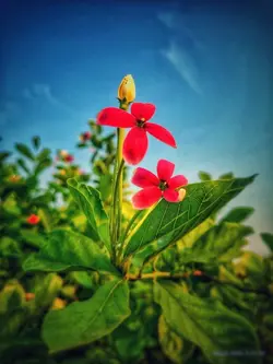তোমরা এতো এক্স এক্স 