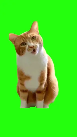 CAT MEME GREENSCREEN