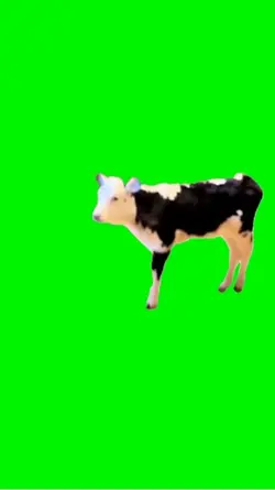 Sassy cow 
