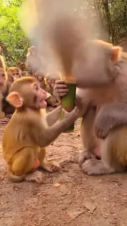 Funny video