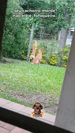 cachorro fofoqueiro