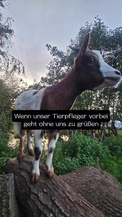 Recut | Waschbär 🦝
