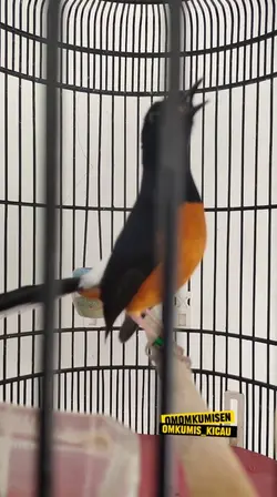 Manuk69-Omkumiskicau