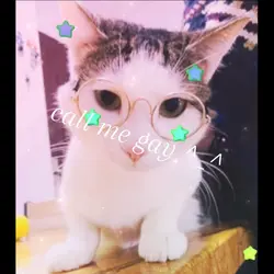 cute cats 🐈 