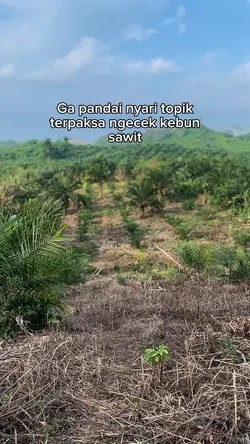 Story sawit