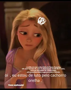 cachorro orelha.