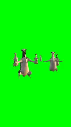 COW DANCING