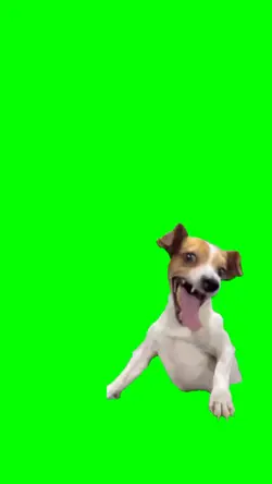 Funny laughing cat